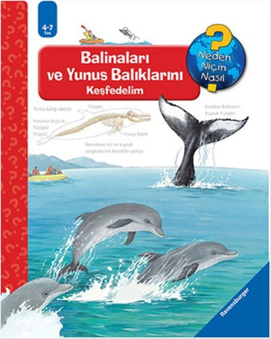 Balinaları ve Yunus Balıklarını Keşfedelim (4 - 7 Yaş)